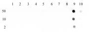 Histone H3K27ac antibody (pAb) tested by dot blot analysis.