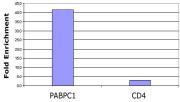 Histone H3K9ac antibody (pAb) tested by ChIP.
