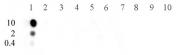 Histone H3K9ac antibody (pAb) tested by dot blot analysis.