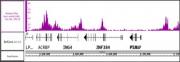 Histone H3ac (pan-acetyl) antibody (pAb) tested by ChIP-Seq.