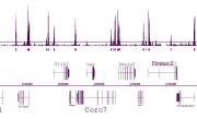 Histone H3K4me2 antibody (pAb) tested by ChIP-Seq.