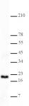 Histone H3K4me2 antibody (pAb) tested by Western blot.