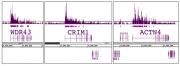 Histone H3K79me2 antibody (pAb) tested by ChIP-Seq.