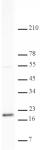 Histone H3K79me2 antibody (pAb) tested by Western blot.