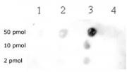 Histone H3K79me2 antibody (pAb) tested by dot blot analysis.
