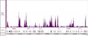 Histone H3K4me3 antibody (pAb) tested by CUT&RUN.