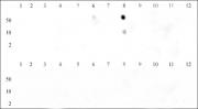 Histone H3K9me3 antibody (pAb) tested by dot blot analysis.