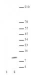 Histone H4K8ac antibody (pAb) tested by Western blot.