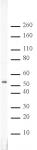 RbAp46/48 antibody (pAb) tested by Western blot.
