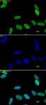 RNA pol II CTD phospho Ser5 antibody (pAb) tested by immunofluorescence.