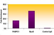 Histone H3K9me2 antibody (pAb) tested by ChIP.