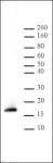 Histone H3K9me2 antibody (pAb) tested by Western blot.