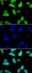 Histone H3K9me1me2me3 antibody (pAb) tested by immunofluorescence.