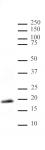 Histone H3K9me1me2me3 antibody (pAb) tested by Western blot.