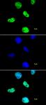 Histone H4ac (pan-acetyl) antibody (pAb) tested by immunofluorescence.