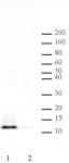 Histone H4ac (pan-acetyl) antibody (pAb) tested by Western blot.