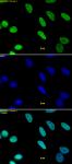 Histone H3K9me1 antibody (pAb) tested by immunofluorescence.