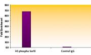 Histone H3S10ph antibody (pAb) tested by ChIP.