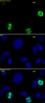 Histone H3S10ph antibody (pAb) tested by immunofluorescence.
