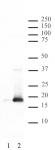 Histone H3S10ph antibody (pAb) tested by Western blot.