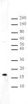 Histone H3K36me2 antibody (pAb) tested by Western blot.