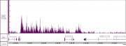 Histone H3K36me2 antibody (pAb) tested by CUT&Tag.