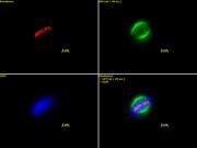 Aurora B antibody (pAb) tested by immunofluorescence.