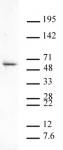 Aurora B antibody (pAb) tested by Western blot.