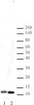 Histone H4 antibody (pAb) tested by Western blot.