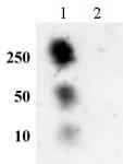 Histone H2AS129ph antibody (pAb) tested by dot blot analysis.
