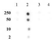 Histone H3K56me1 antibody (pAb) tested by dot blot analysis.