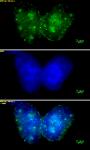Histone H3K9me3 antibody (mAb) tested by immunofluorescence.