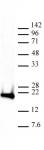 Histone H3K9me3 antibody (mAb) tested by Western blot.