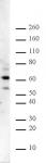 Ikaros antibody (pAb) tested by Western blot.