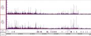 Suz12 antibody (pAb) tested by CUT&RUN