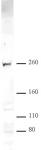 CHD2 antibody (pAb) tested by Western blot.