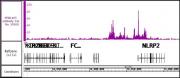 NFκB p65 antibody (pAb) tested by ChIP-Seq.