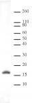 Histone H3K9me2 antibody (pAb) tested by Western blot.