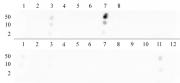 Histone H3K9me2 antibody (pAb) tested by dot blot analysis.