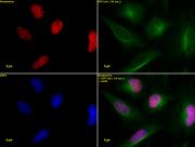 Histone H3K36ac antibody (pAb) tested by immunofluorescence.