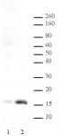 Histone H3K36ac antibody (pAb) tested by Western blot.