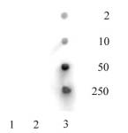 Histone H3K36ac antibody (pAb) tested by dot blot analysis.