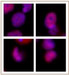 Rad21 antibody (mAb) tested by immunofluorescence.