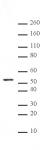 alpha Tubulin antibody (mAb) tested by Western blot.