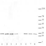 Histone H3K27me2me3 antibody (mAb) tested by Western blot.