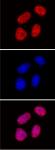Histone H3K27me2me3 antibody (mAb) tested by immunofluorescence.