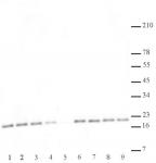 Histone H3K27me2me3 antibody (mAb) tested by Western blot.
