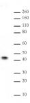JunB antibody (pAb) tested by Western blot.