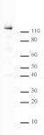 PARP-1 C-terminal antibody (pAb) tested by Western blot.