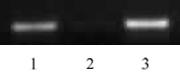 Histone H4K5ac antibody (pAb) tested by ChIP.